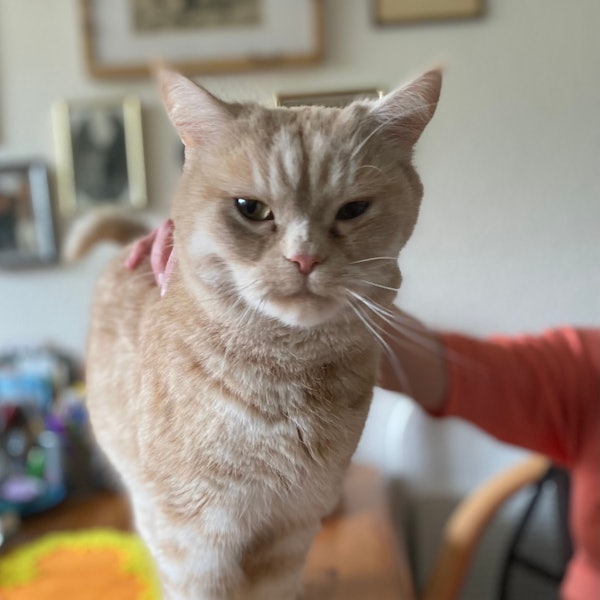 Kater Anton holt sich seine Streicheleinheiten ab.