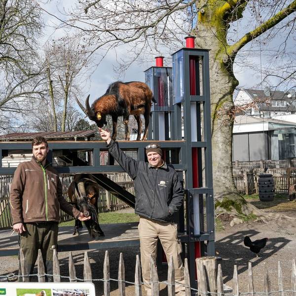 Tierpfleger Steffen Schröder (l.) und Zoo-Schreiner Carsten Reichart mit Hennes IX. und Mätes vor dem Nachbau des Rheinenergiestadions.