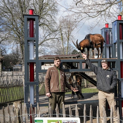 Tierpfleger Steffen Schröder (l.) und Zoo-Schreiner Carsten Reichart mit Hennes IX. und Mätes vor dem Nachbau des Rheinenergiestadions.