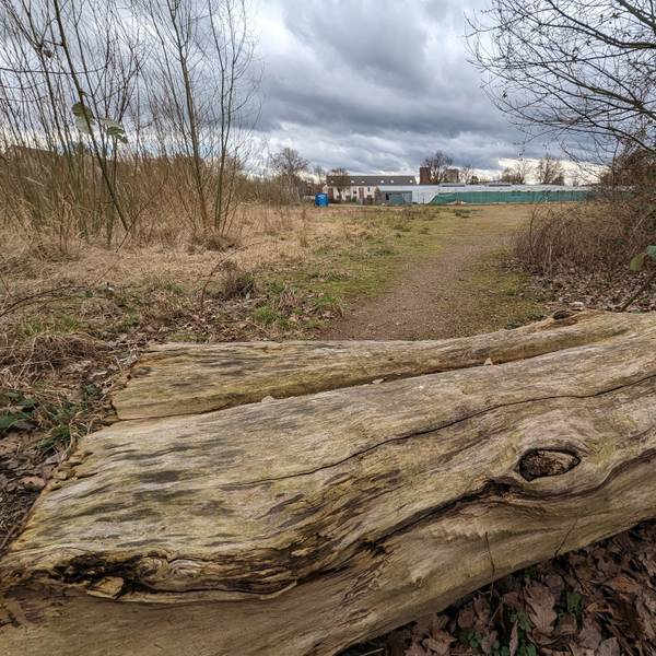 Ein morscher Baumstamm liegt auf dem Weg zum Sportplatz.