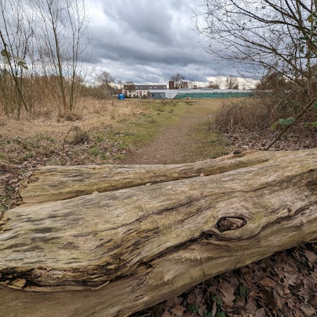 Ein morscher Baumstamm liegt auf dem Weg zum Sportplatz.