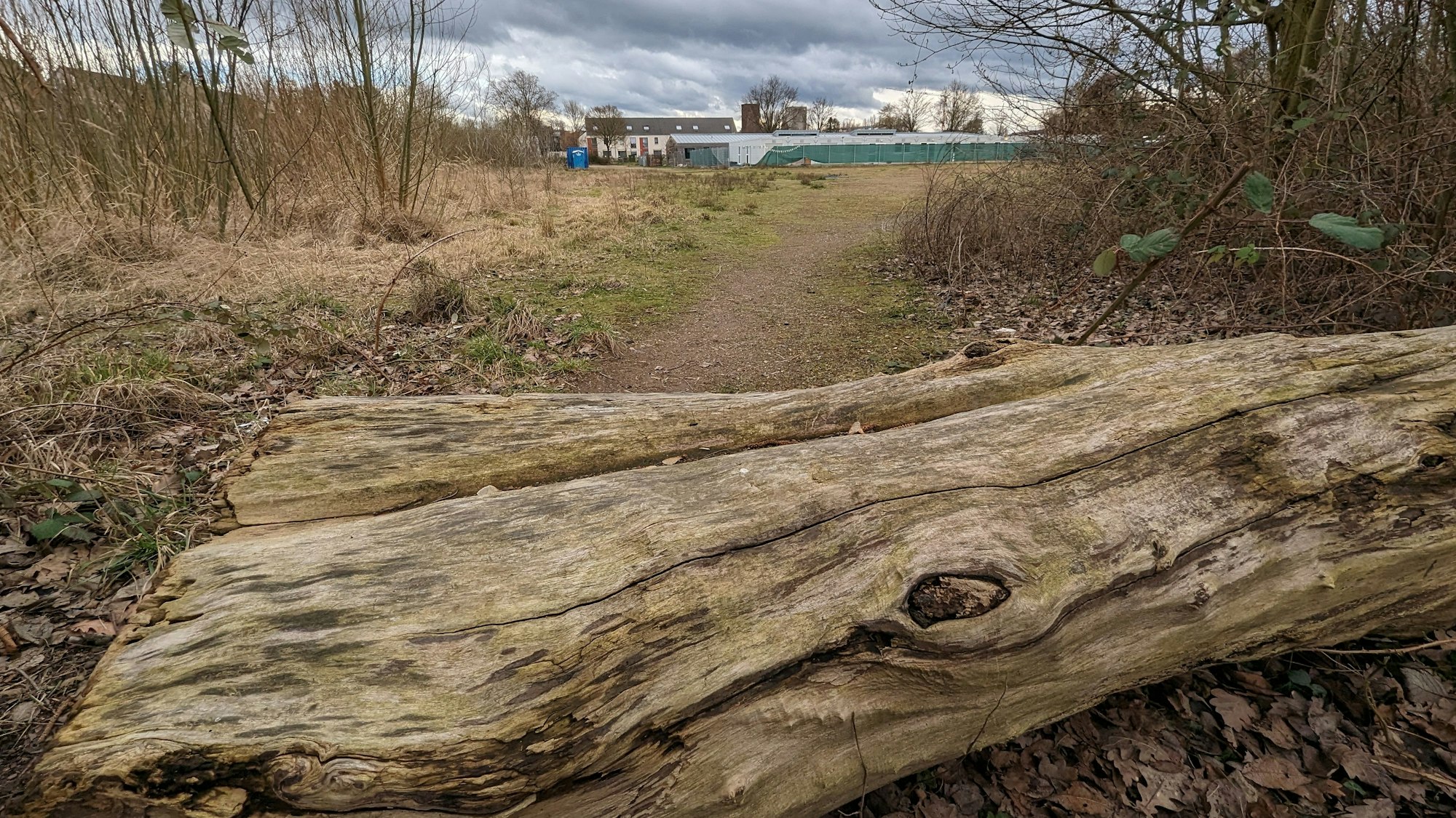 Ein morscher Baumstamm liegt auf dem Weg zum Sportplatz.