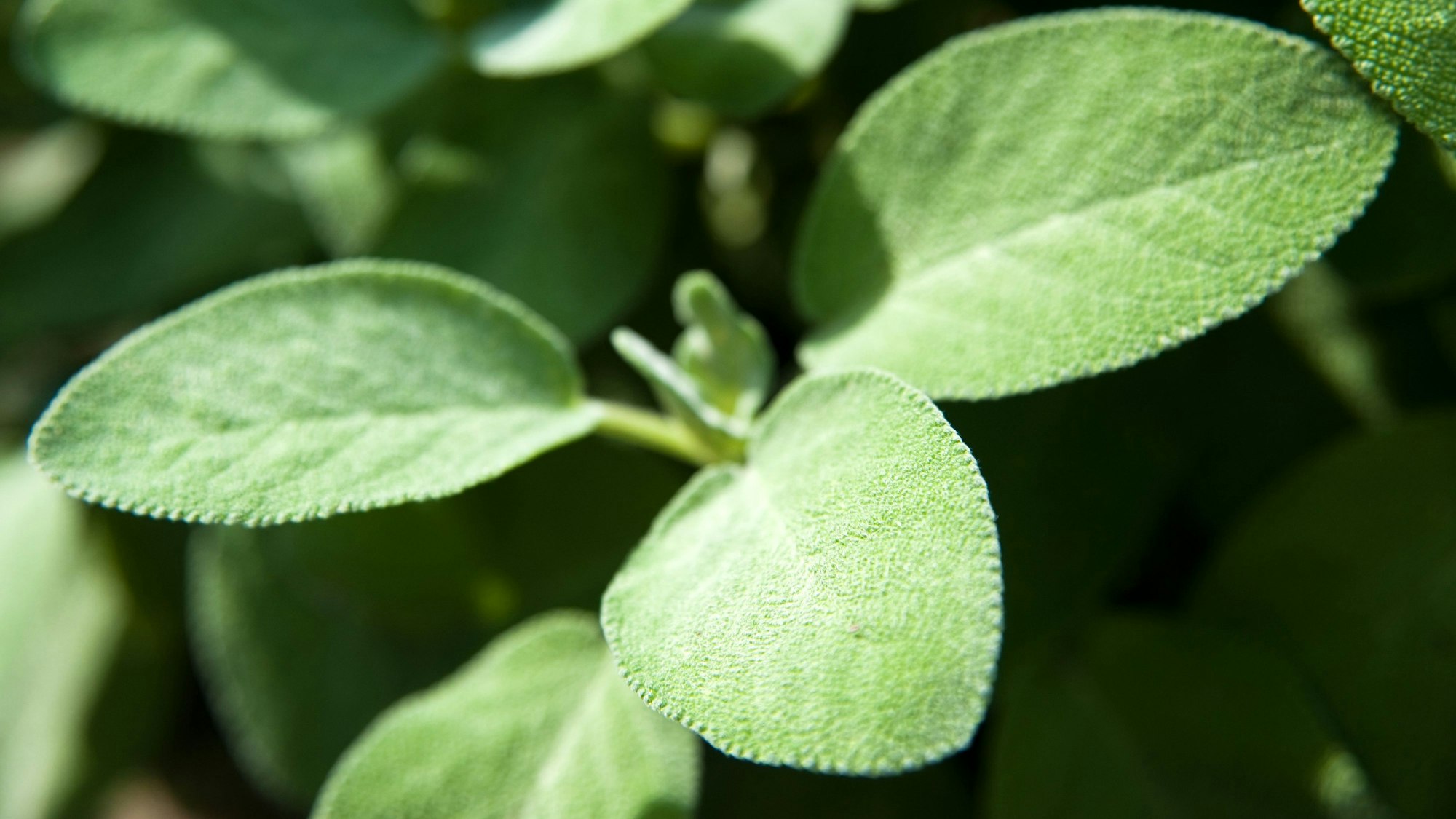 Die grünen Blätter von Echtem Salbei in Detailaufname.
