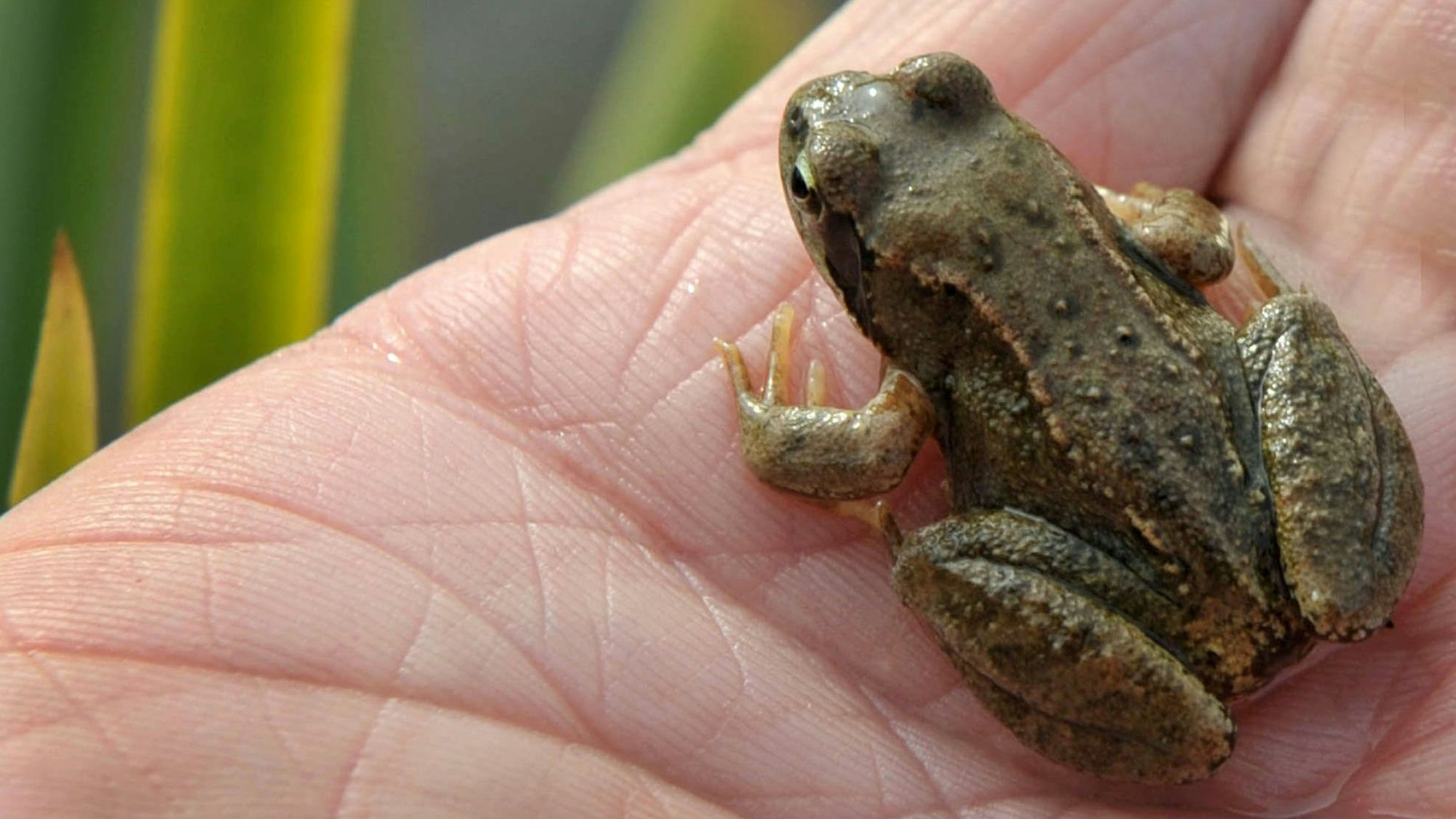 Ein Kleiner Wasserfrosch sitzt auf der Hand eines Menschen.