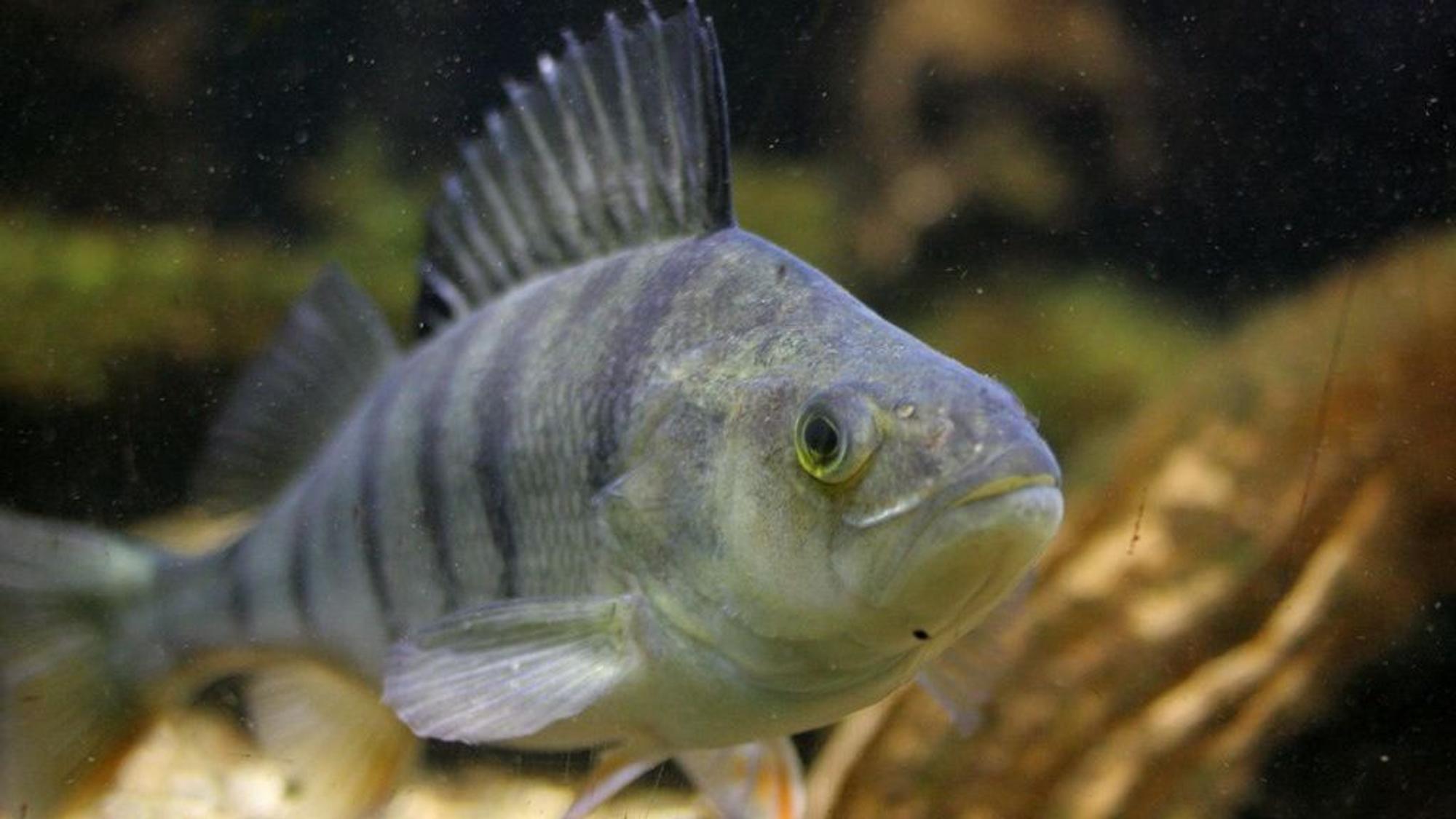 Den Flussbarsch erkennt man an der gelblich-grünen und schwarz gestreiften Färbung sowie der stacheligen Rückenflosse.