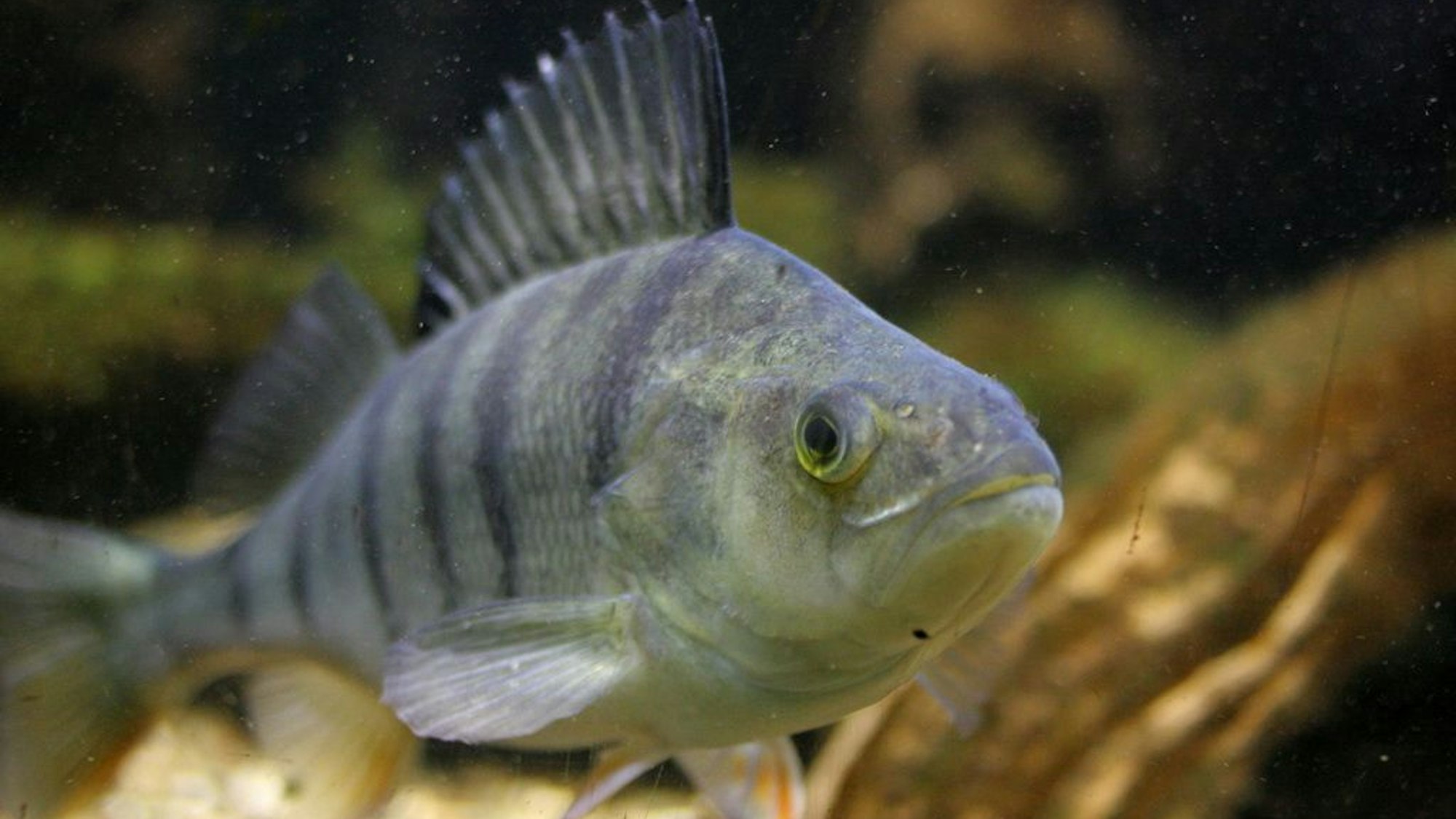 Den Flussbarsch erkennt man an der gelblich-grünen und schwarz gestreiften Färbung sowie der stacheligen Rückenflosse.