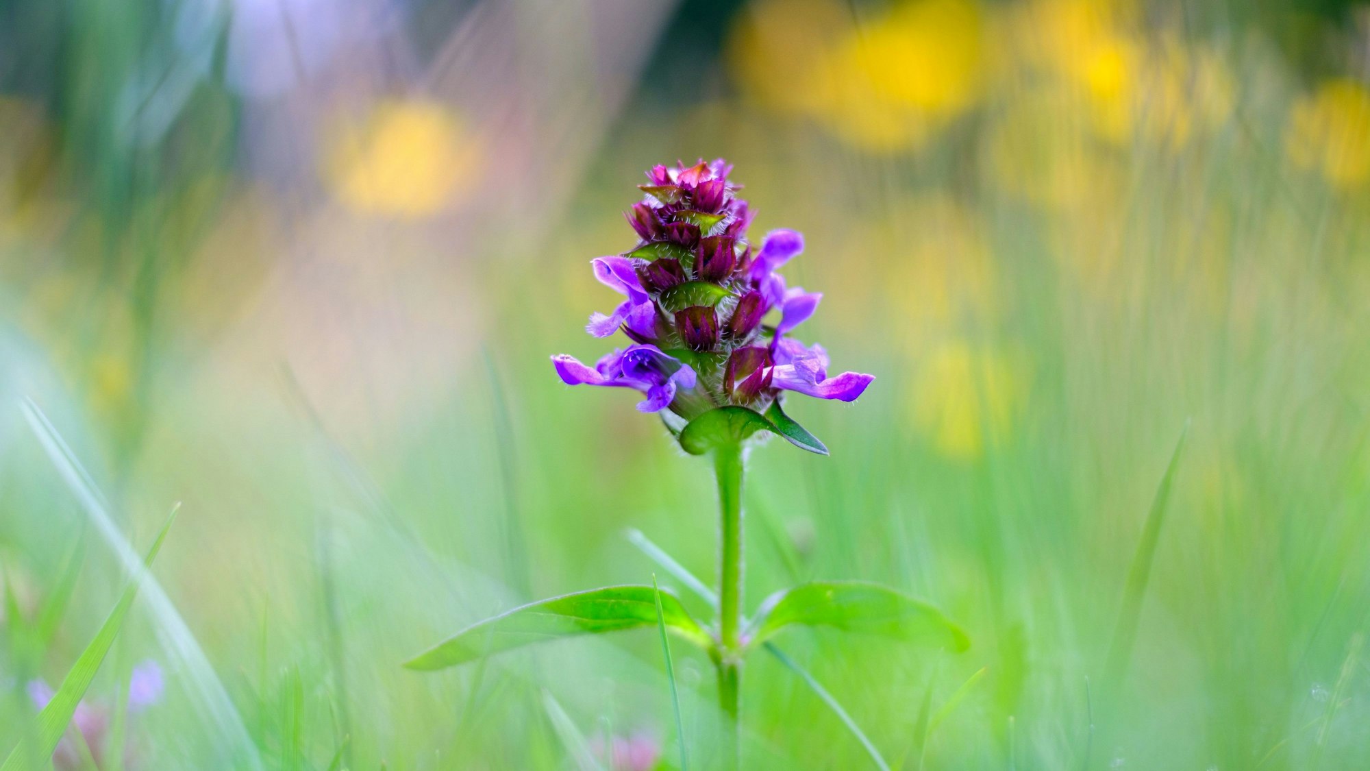 Die Kleine Braunelle kennzeichnet sich durch viele kleine blauviolette Einzelblüten, die am Ende des Sprosses sitzen.