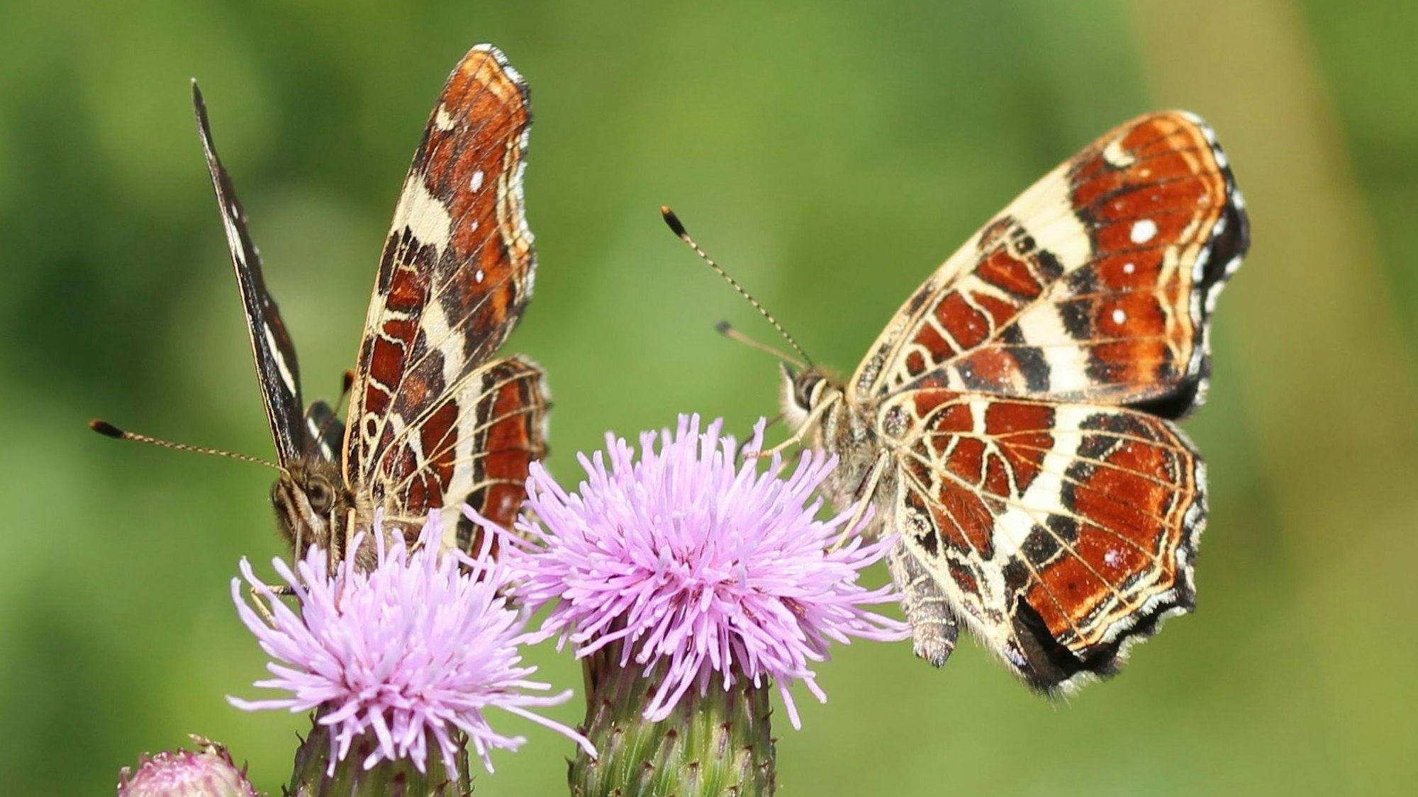 Landkärtchen der braunorangen Frühlingsform auf Nektar-Suche.