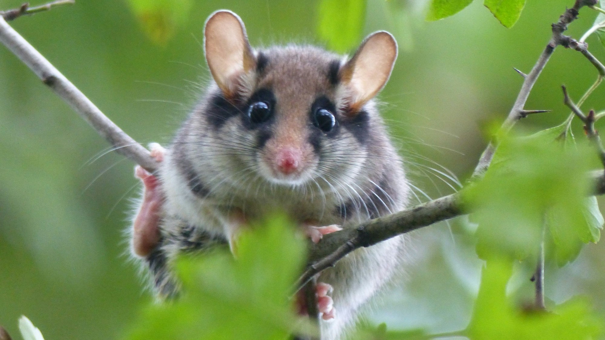 Ein Gartenschläfer sitzt auf einem Ast.