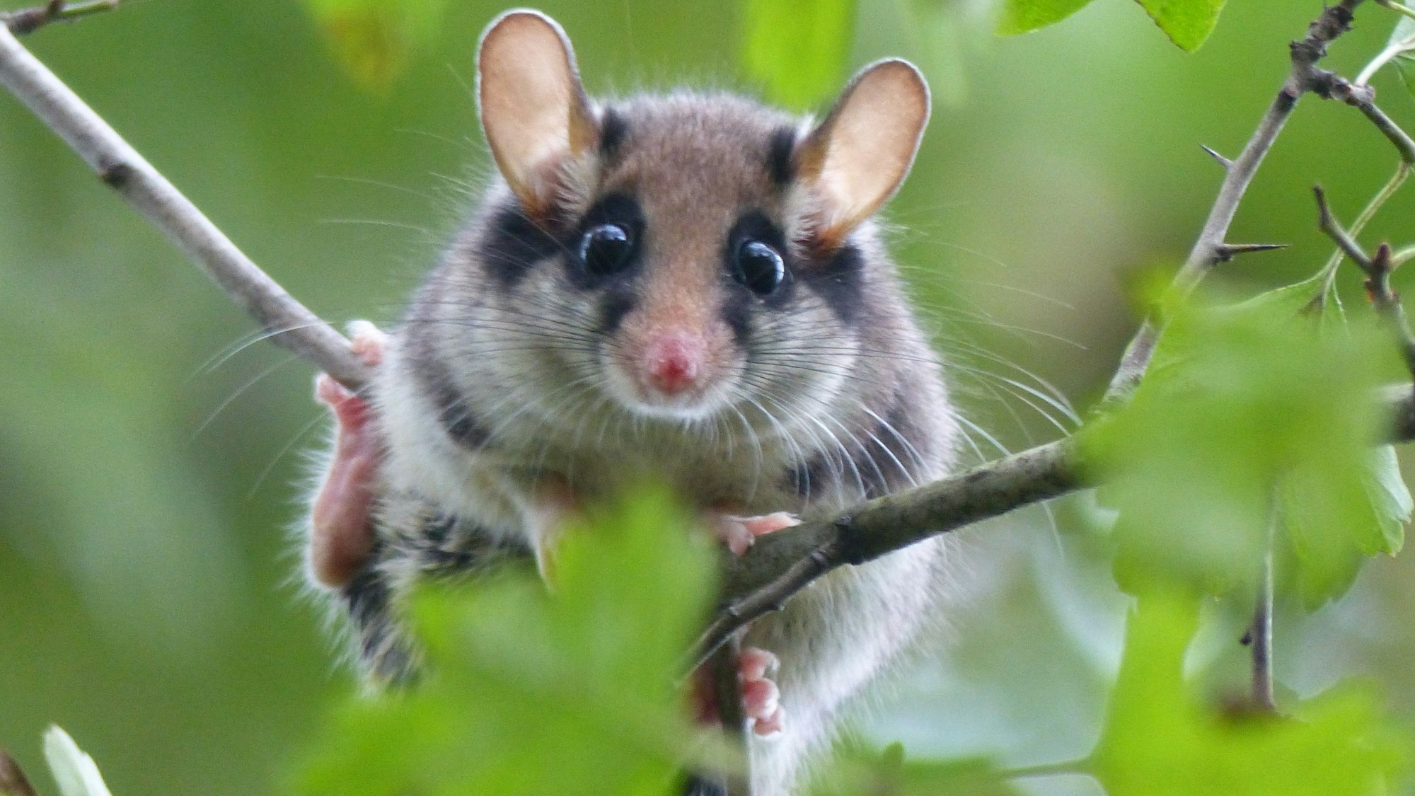 Ein Gartenschläfer mit schwarzen Fellringen um die Augen herum sitzt auf einem Zweig.