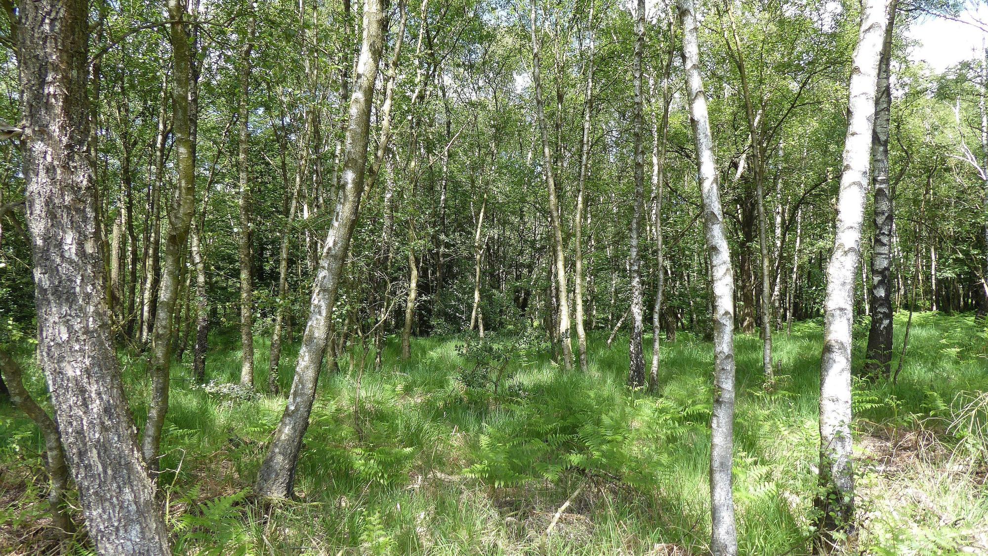 Moorbirken stehen in einem Wäldchen zwischen Gras.