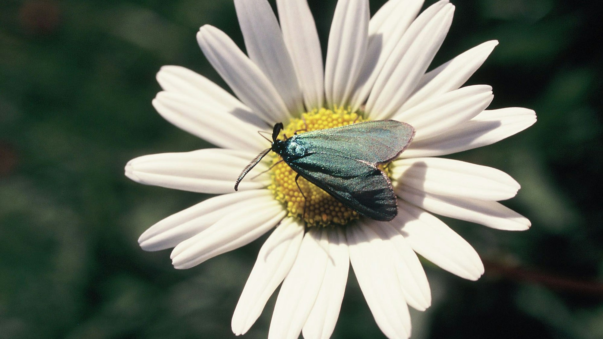 Ein Ampfer-Grünwidderchen sitzt auf einem Gänseblümchen.