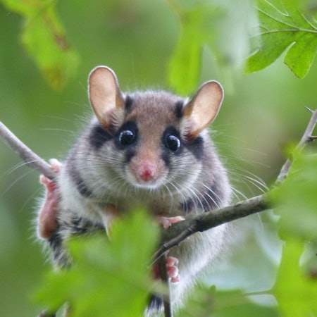 Ein Gartenschläfer mit schwarzen Fellringen um die Augen herum sitzt auf einem Zweig.