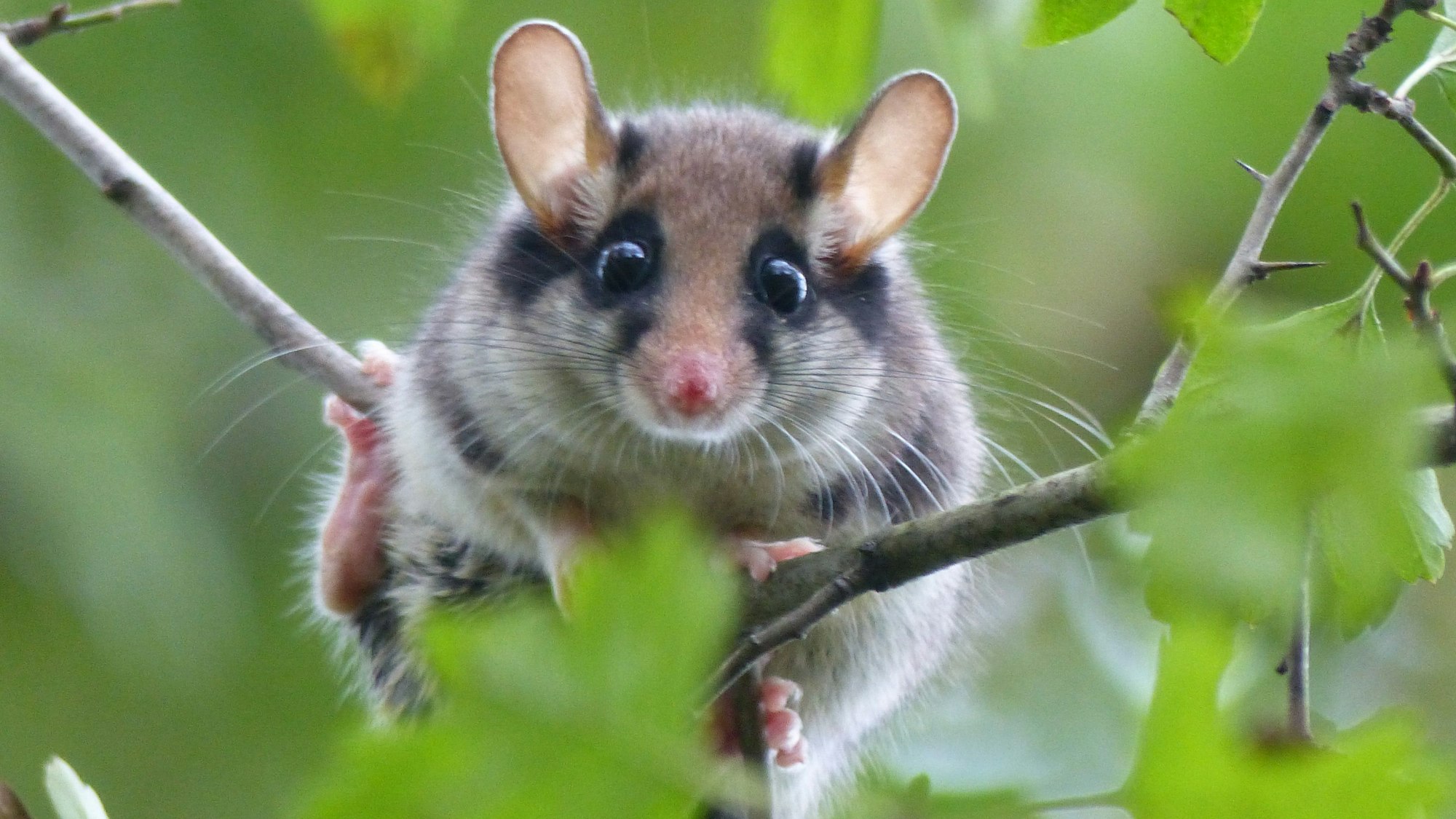 Ein Gartenschläfer mit schwarzen Fellringen um die Augen herum sitzt auf einem Zweig.
