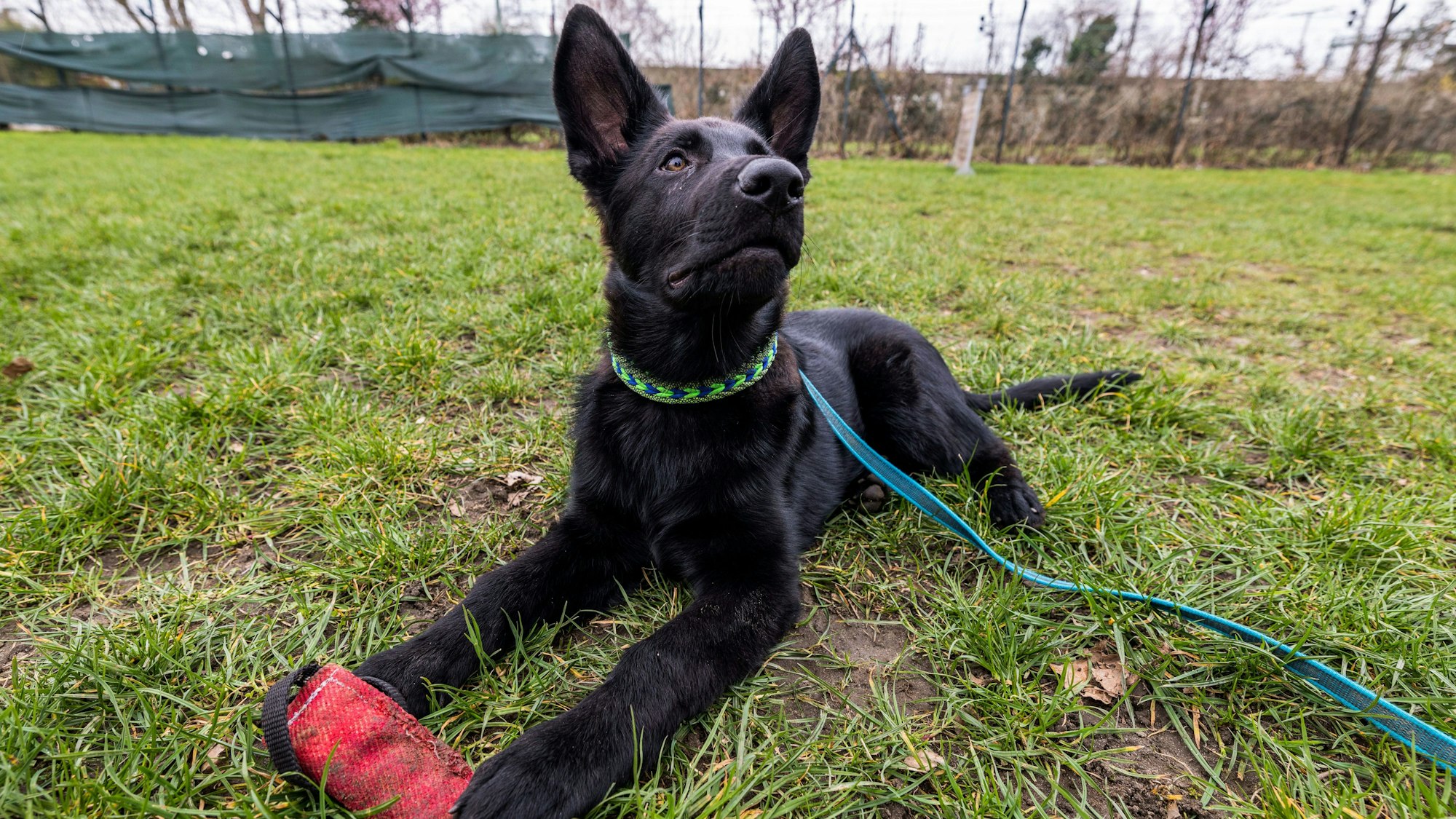 Schäferhund-Welpe Göthe liegt bei seiner Ausbildung zum Polizei-Schutzhund auf der Wiese.