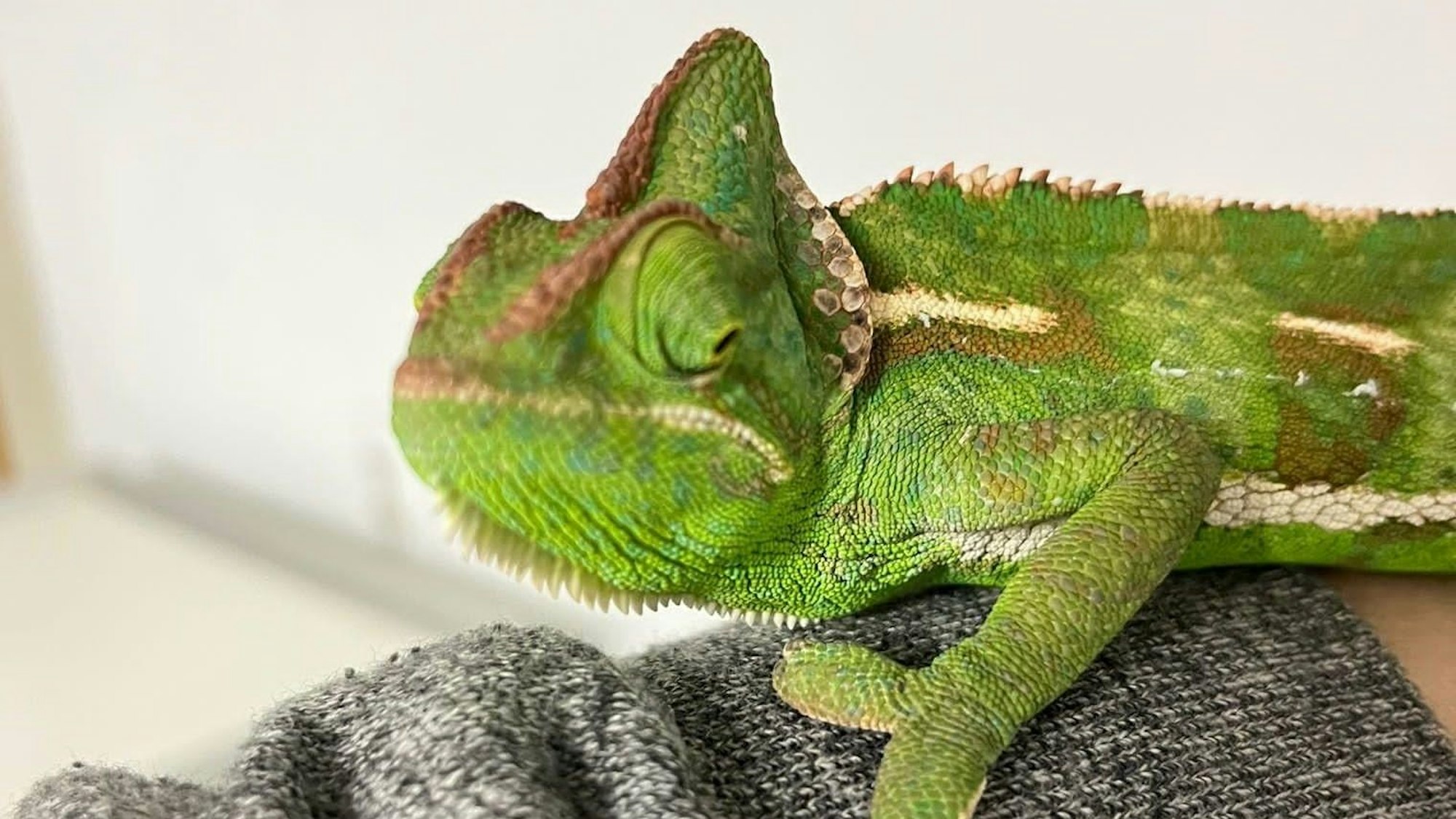 Ein Chamäleon