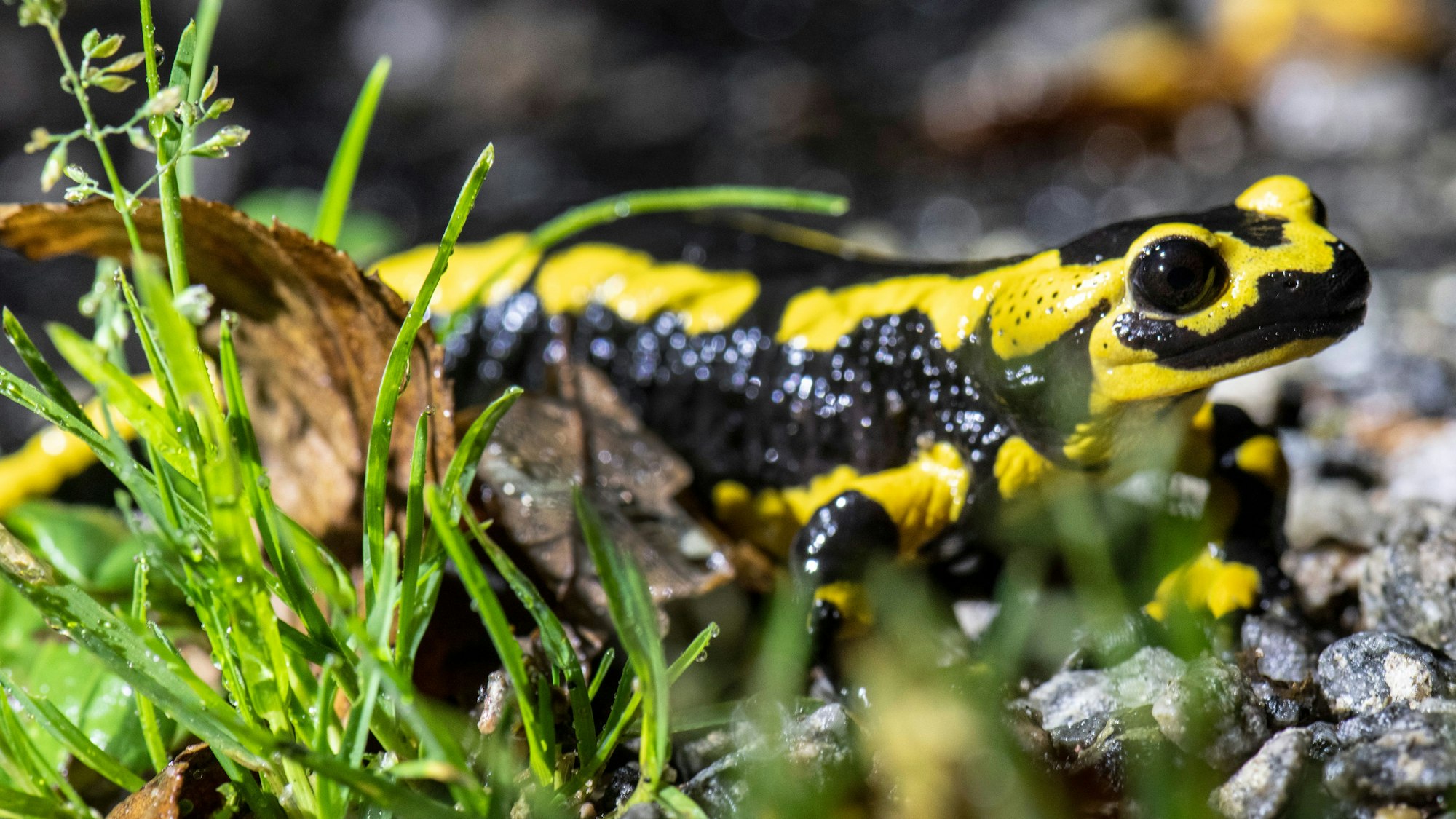 Ein Feuersalamander kriecht über den Waldboden.