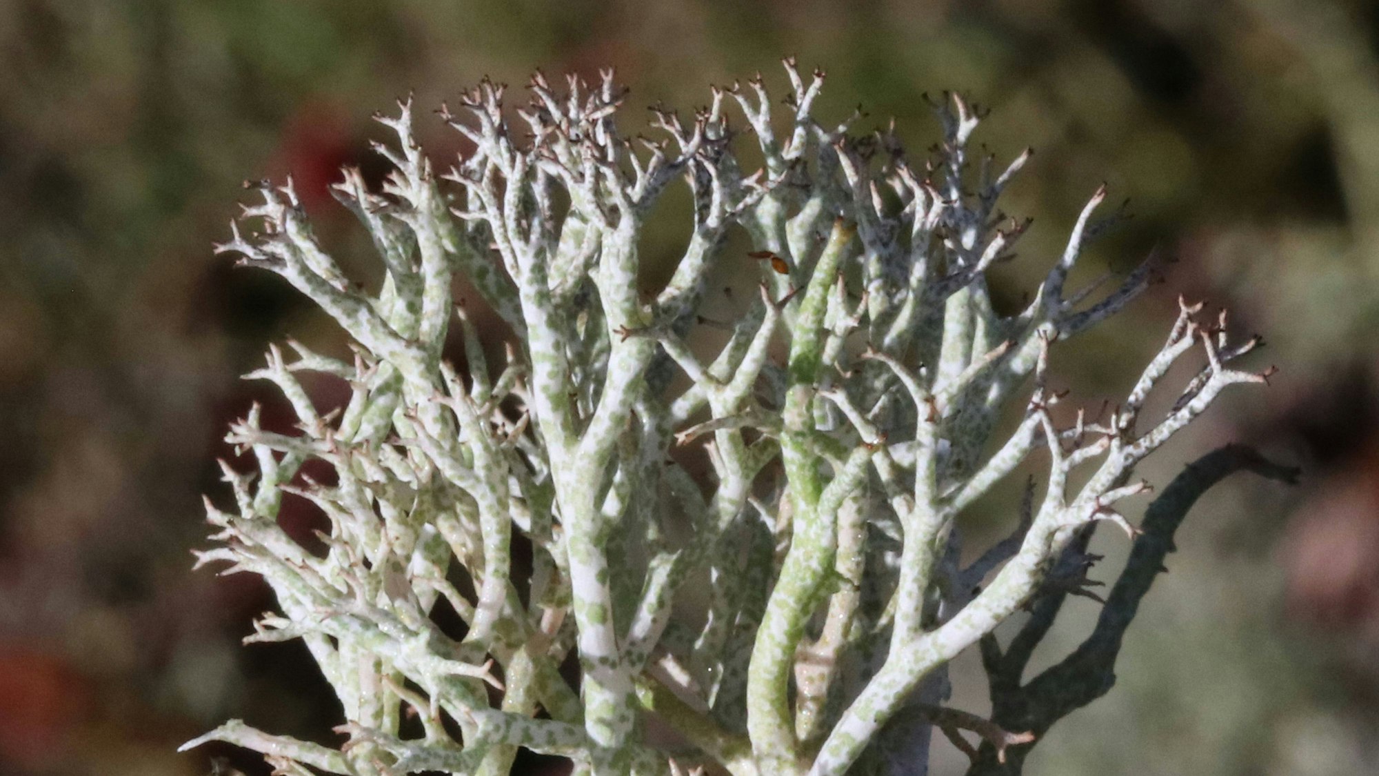 Detailaufnahme der Zweigen und Verflechtungen einer Falsche Rentierflechte.