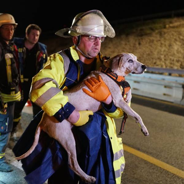 Ein Retter trägt einen Hund nach einem Unfall auf der A8. Ein betrunkener Falschfahrer hat sich bei einem Unfall auf der A8 nahe Mühlhausen im Täle (Landkreis Göppingen) schwer verletzt. Auch vier Hunde, die in seinem Auto saßen, wurden am Mittwochabend schwer verletzt, wie die Polizei in der Nacht zum Donnerstag mitteilte. Ein Hund starb am Unfallort.
