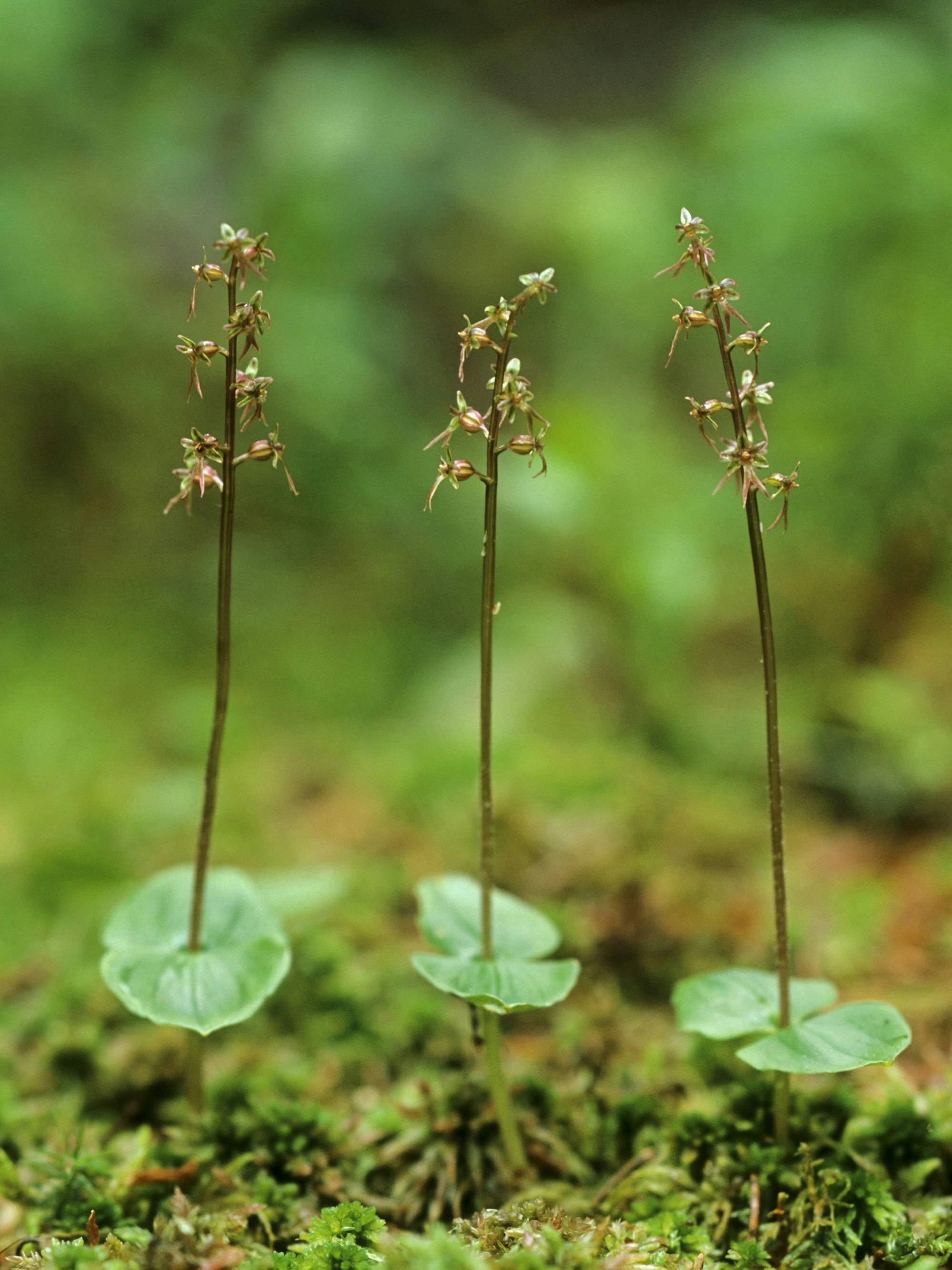 Das Herzblättrige Zweiblatt kennzeichnet sich durch kleine, grüne bis gelbgrüne, manchmal auch rötliche Blüten.