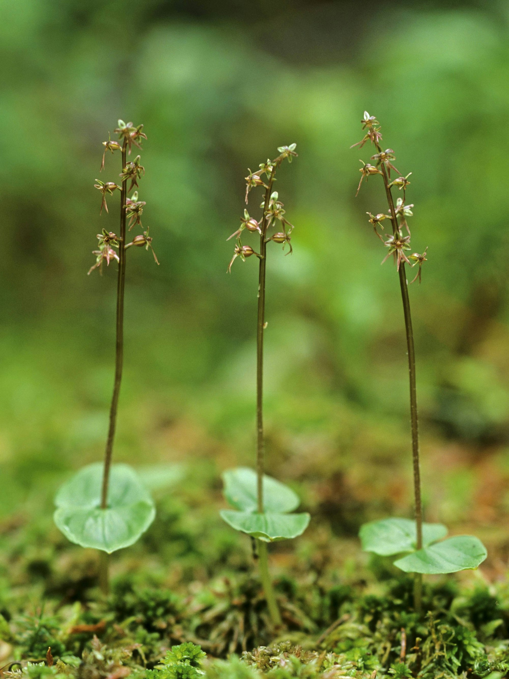 Das Herzblättrige Zweiblatt kennzeichnet sich durch kleine, grüne bis gelbgrüne, manchmal auch rötliche Blüten.