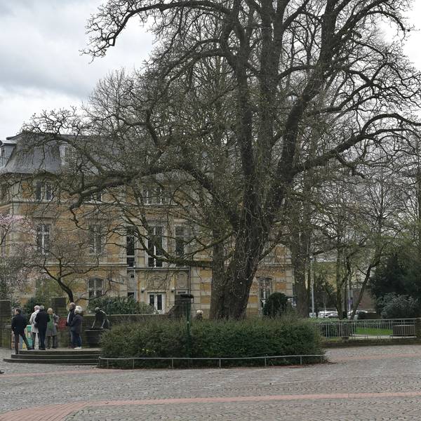Im Beet vor dieser Kastanie wird die Erinnerungstafel für Patricia Wright errichtet.