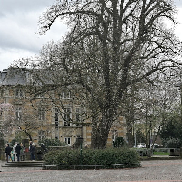 Im Beet vor dieser Kastanie wird die Erinnerungstafel für Patricia Wright errichtet.
