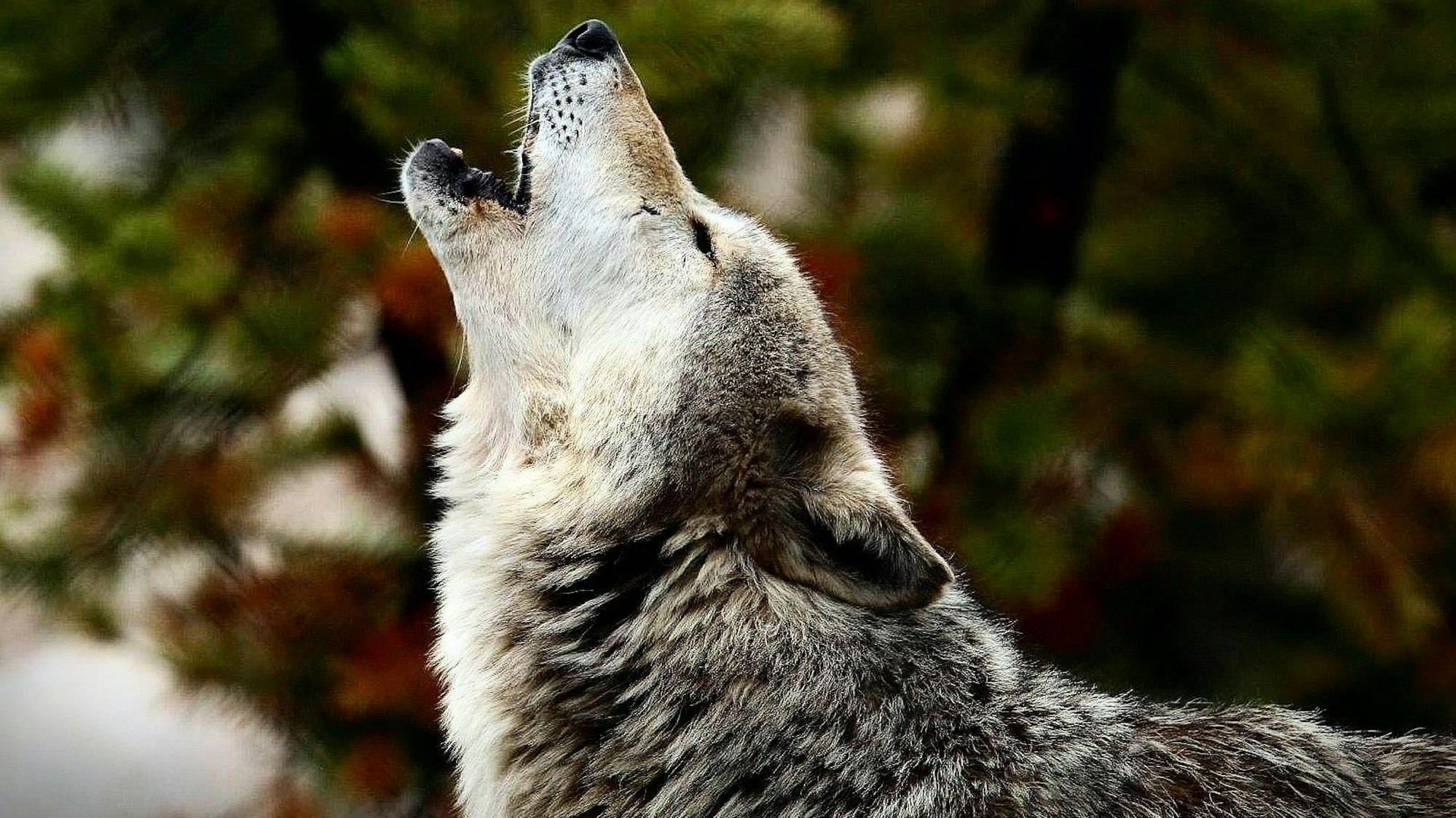 Ein heulender Wolf ist zu sehen, hinter ihm Nadelwald.