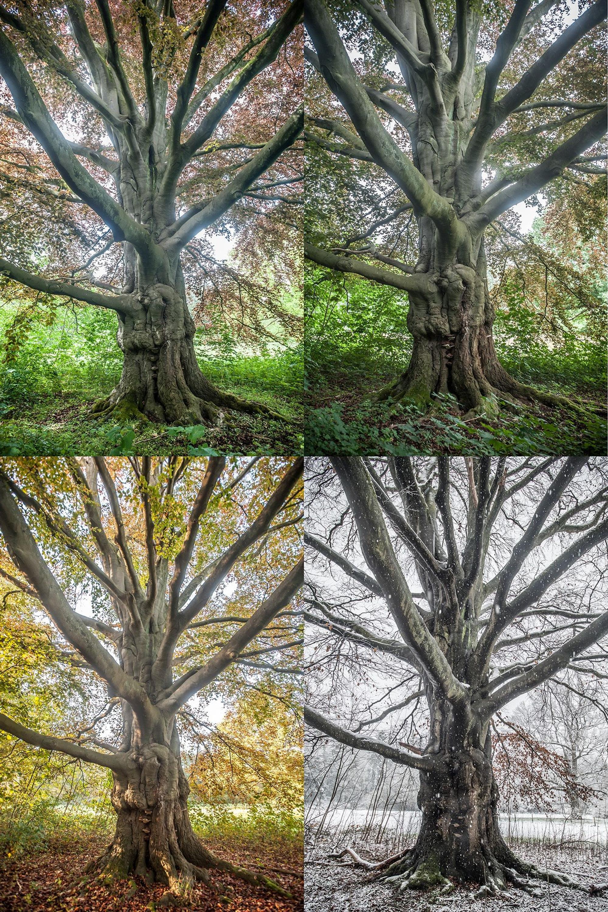 Ältester Baum Leverkusens: Blutbuche im Schloss Morsbroich. Foto: Ralf Krieger