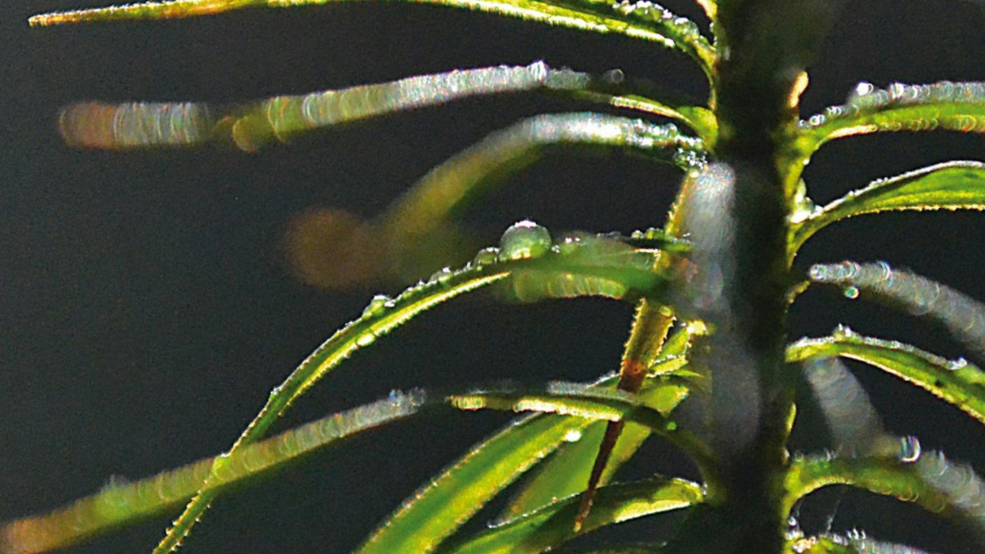 Serritaenia-Kapsel auf den Blättchen des Frauenhaarmooses, gesammelt im Oberbergischen Land.