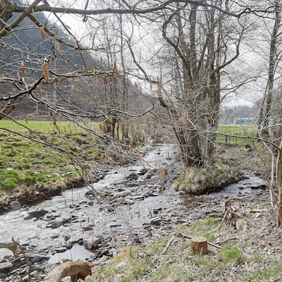 Das Bild zeigt den Zusammenfluss von Prether- und Platißbach bei Hellenthal in einer mit Bäumen bestandenen Wiesenlandschaft.