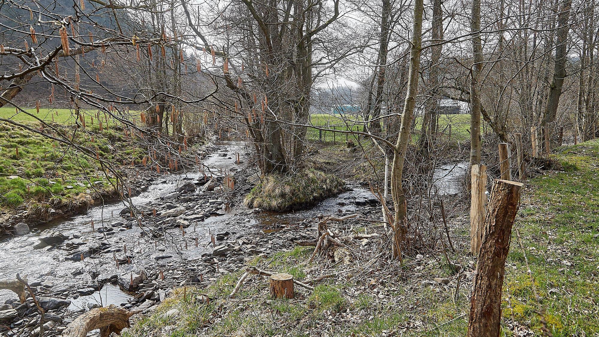 Das Bild zeigt den Zusammenfluss von Prether- und Platißbach bei Hellenthal in einer mit Bäumen bestandenen Wiesenlandschaft.