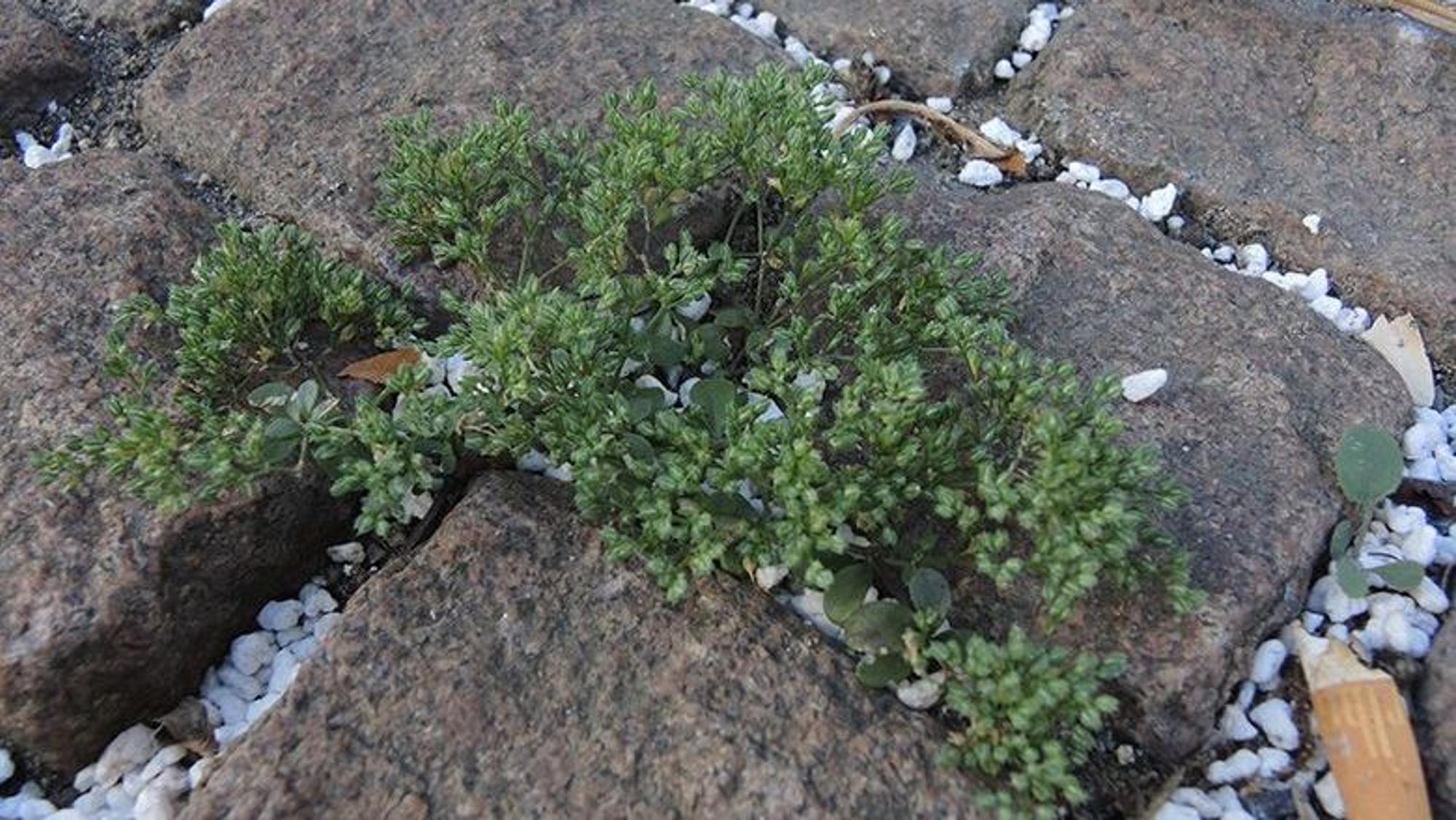 Vierblättriges Nagelkraut zwischen Pflastersteinen in der Wattenscheider Innenstadt.