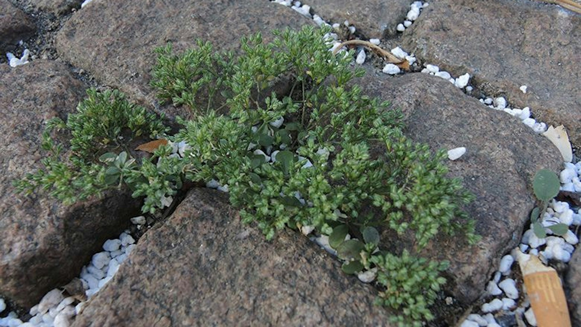 Vierblättriges Nagelkraut zwischen Pflastersteinen in der Wattenscheider Innenstadt.
