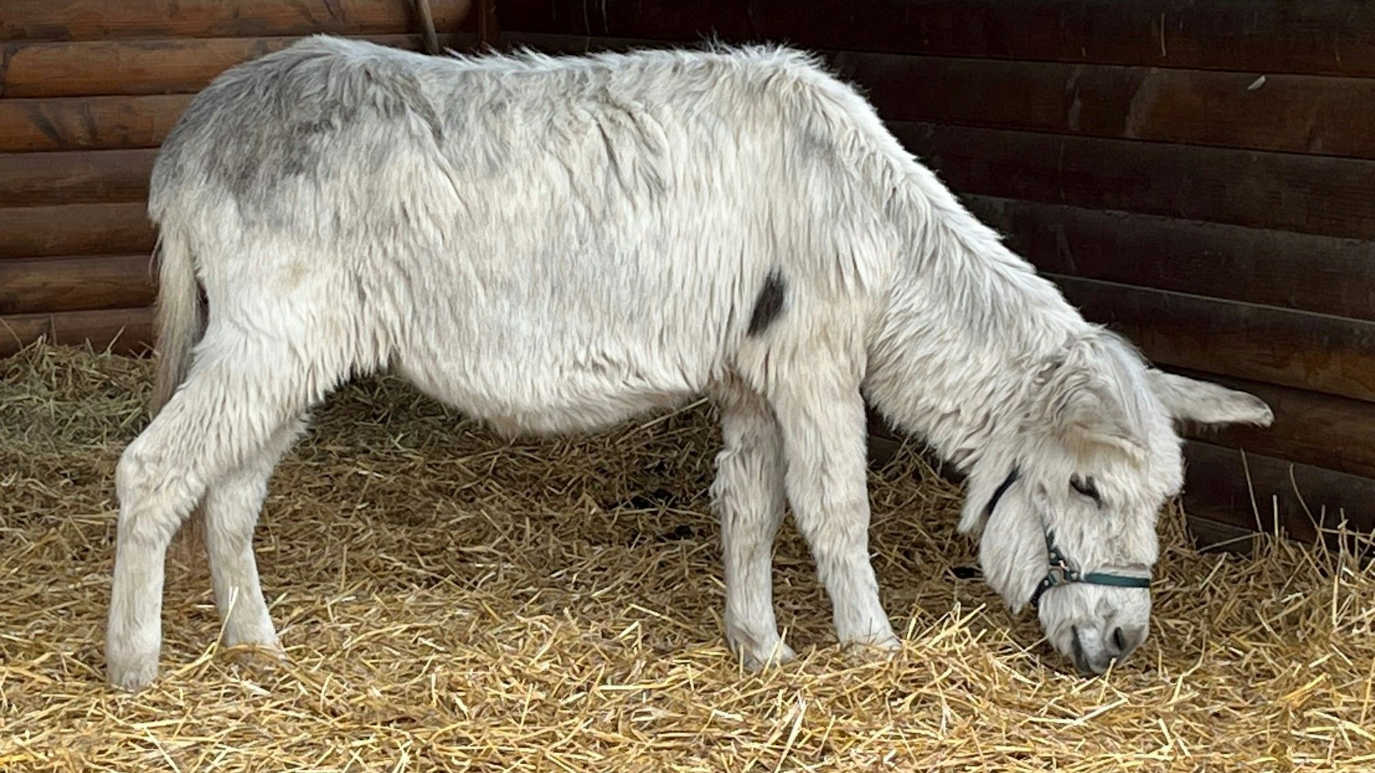 Der Esel steht in seinem Stall und frisst.