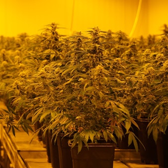 THC haltige Cannabis-Pflanzen stehen in einer legalen Zuchtanlage in der Schweiz.