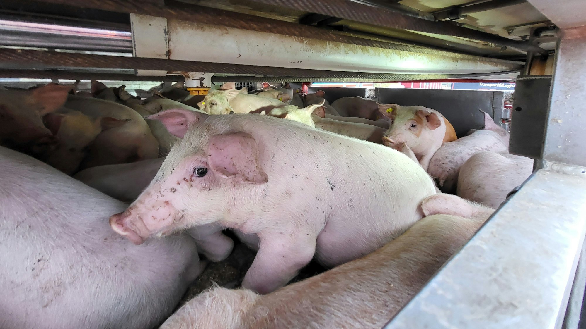 In einem flachen Metallgehäuse im Inneren eines Lkw stehen dicht gedrängt viele rosa Ferkel, teilweise stehen sie aufeinander.