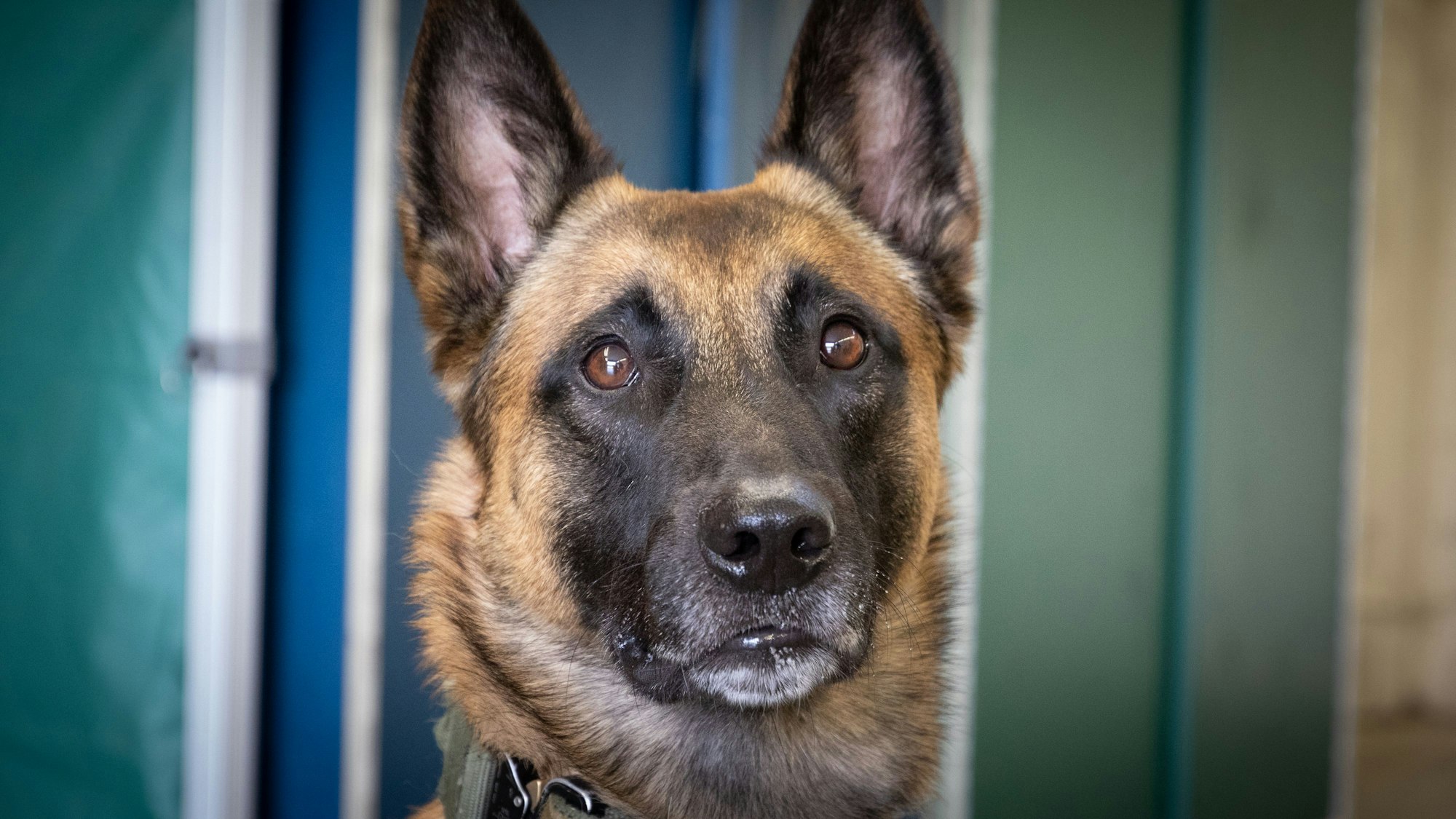 Das Bild zeigt einen Schäferhund