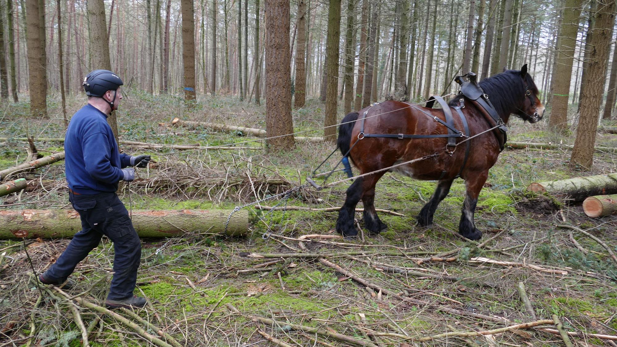 Das Pferd bei der Arbeit.