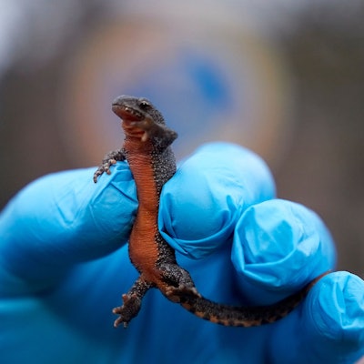 Ein Bergmolch befindet sich in einer Hand in Einweg-Handschuhen.