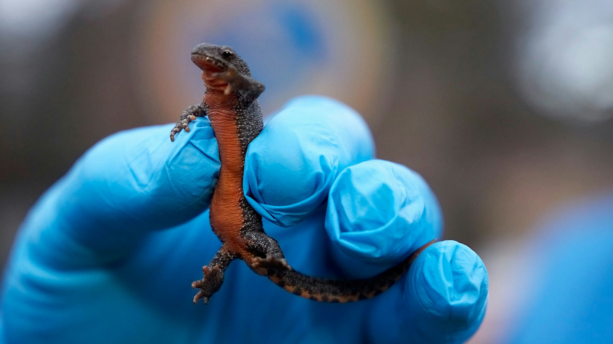 Auch dieser Bergmolch wurde von den Helfern gerettet.
