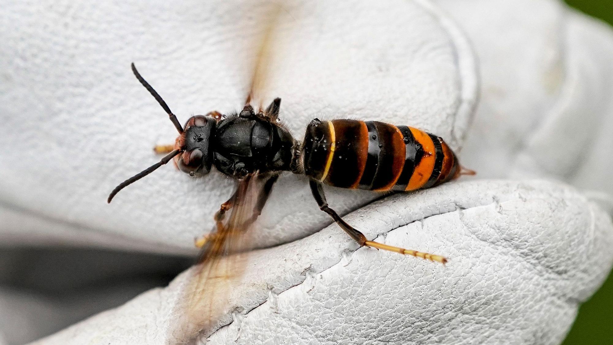 Ein Asiatische Hornisse (Vespa Velutina) von einem Biologen mit einem Handschuh festgehalten. Sie hat die markante orange-gelbe Färbung.