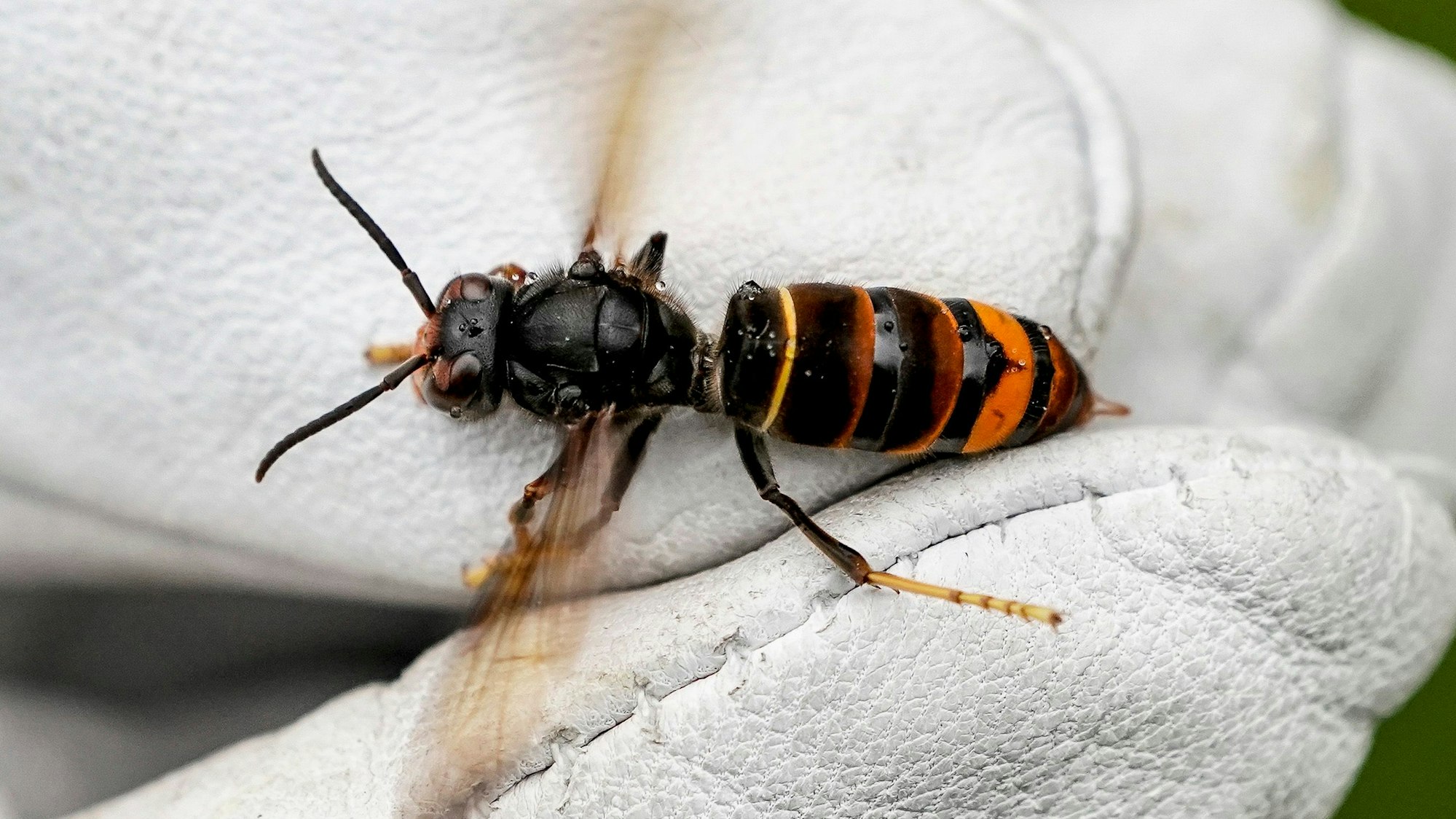 Ein Asiatische Hornisse (Vespa Velutina) von einem Biologen mit einem Handschuh festgehalten. Sie hat die markante orange-gelbe Färbung.