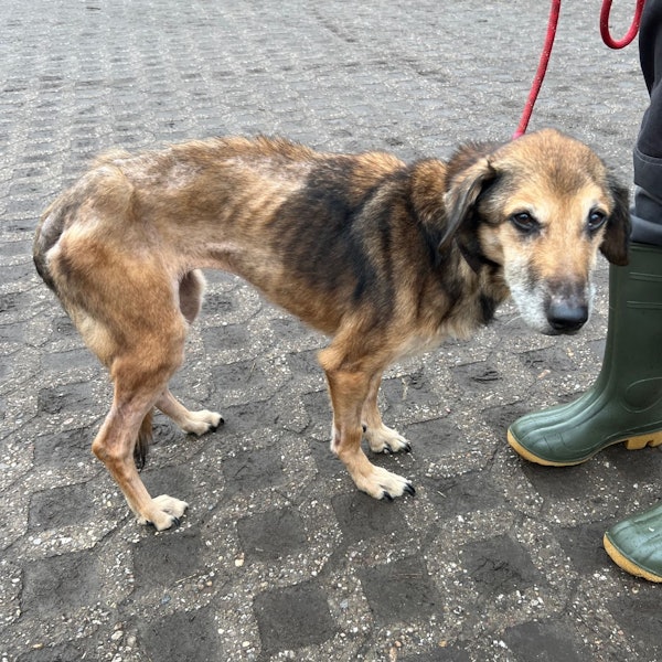 Ein abgemagerter schwarzbrauner Hund steht verunsichert auf dem Gelände des Tierheims.