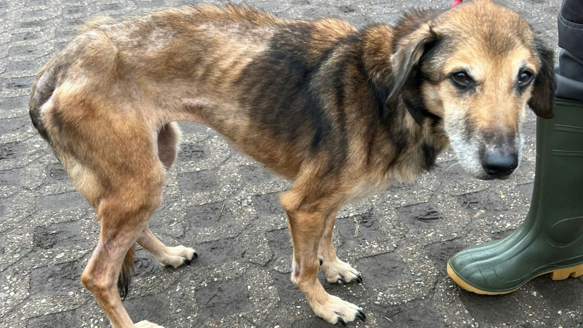 Ein abgemagerter schwarzbrauner Hund steht verunsichert auf dem Gelände des Tierheims.