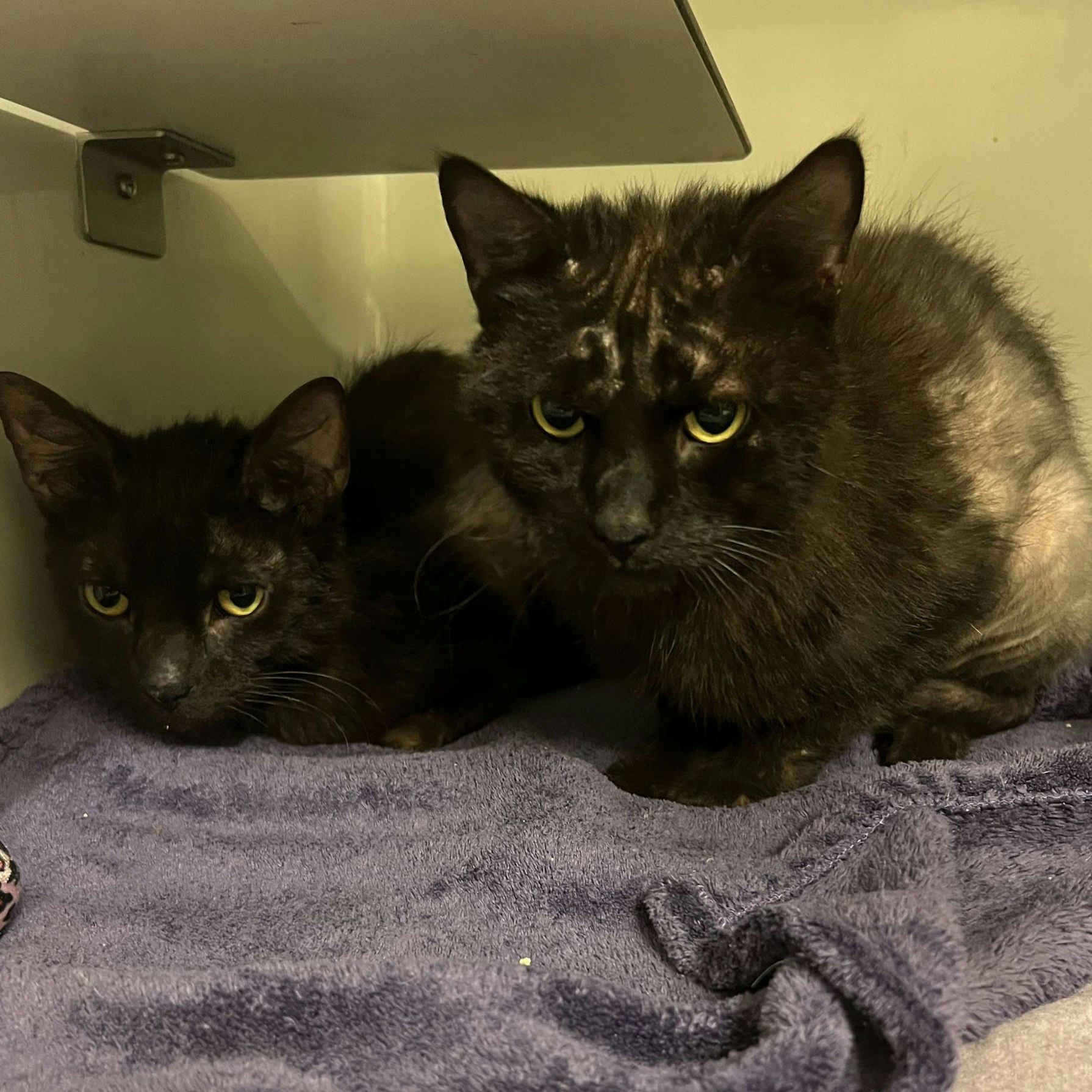 Zwei schwarze Katzen sitzen in einer Box. Sie haben kahle Stellen im Fell.