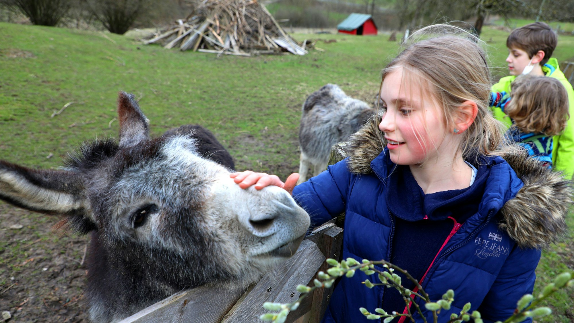 Neugierig auf Wanderer sind die Esel am Wegesrand oberhalb von Herrenstrunden.
