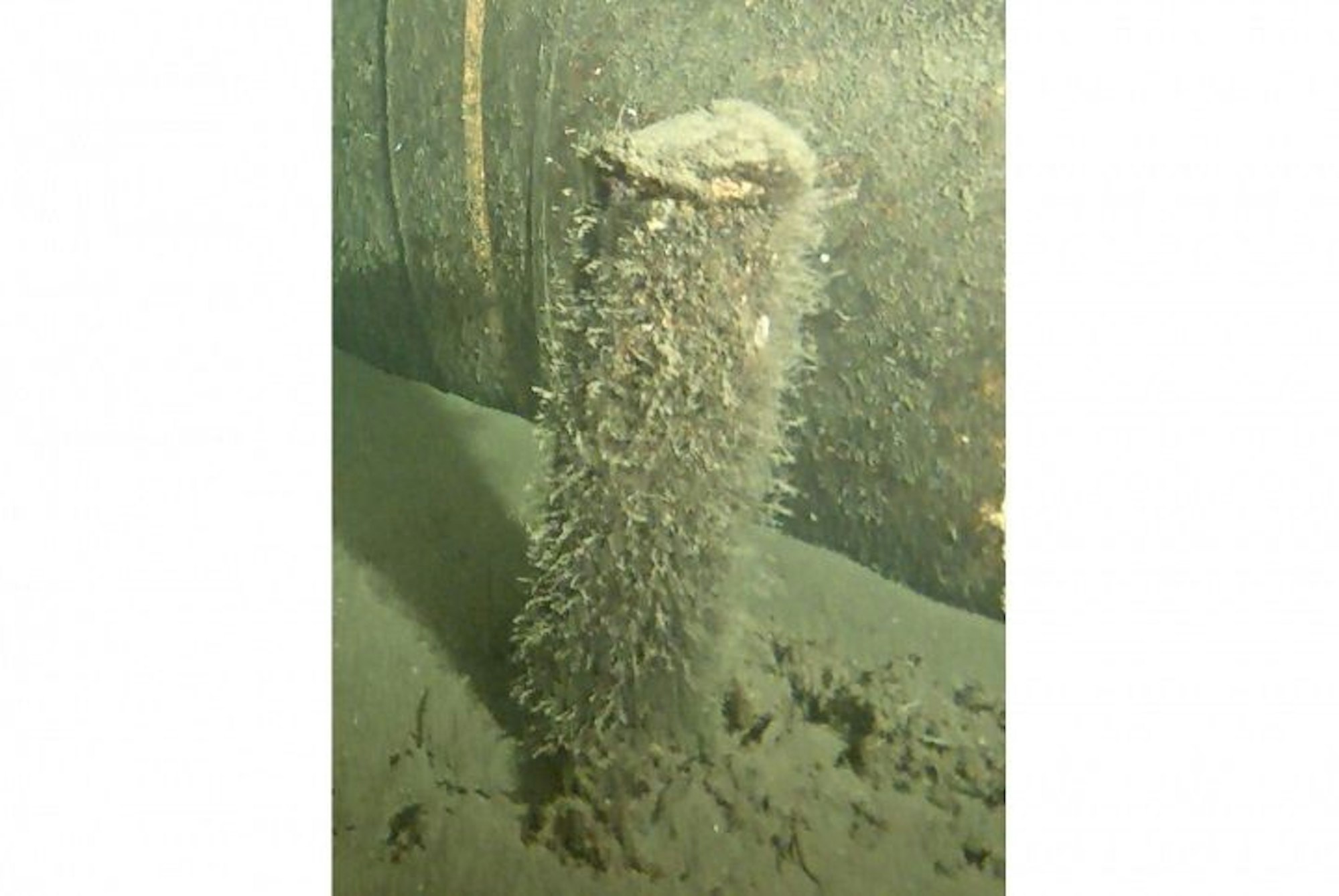 Die dänische Marine untersuchte dieses Objekt nahe des Lecks in der Gas-Pipeline Nord Stream 2. Nun wurde es geborgen, es handelt sich höchstwahrscheinlich um eine ungefährliche Rauchboje.