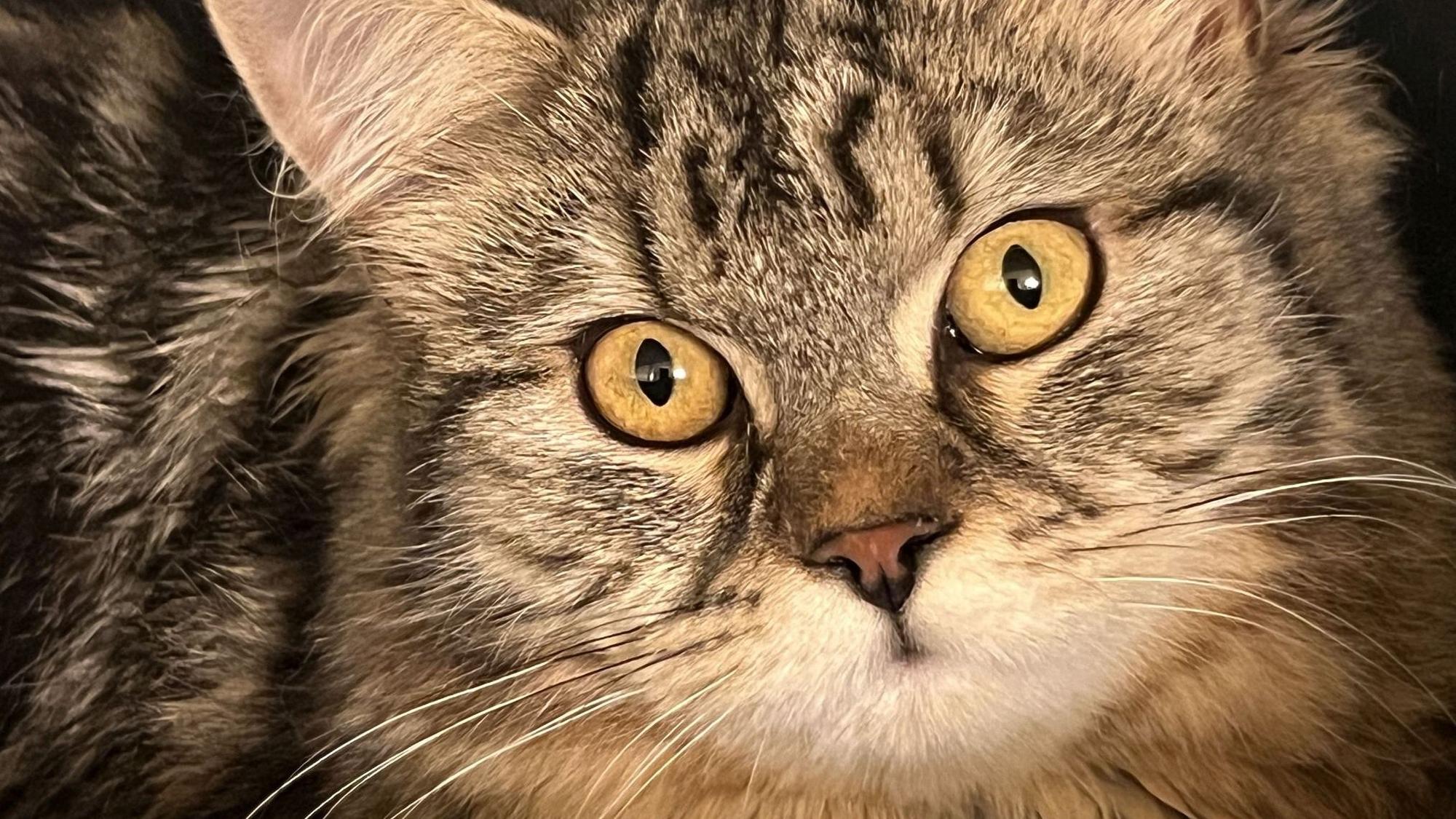 Katze