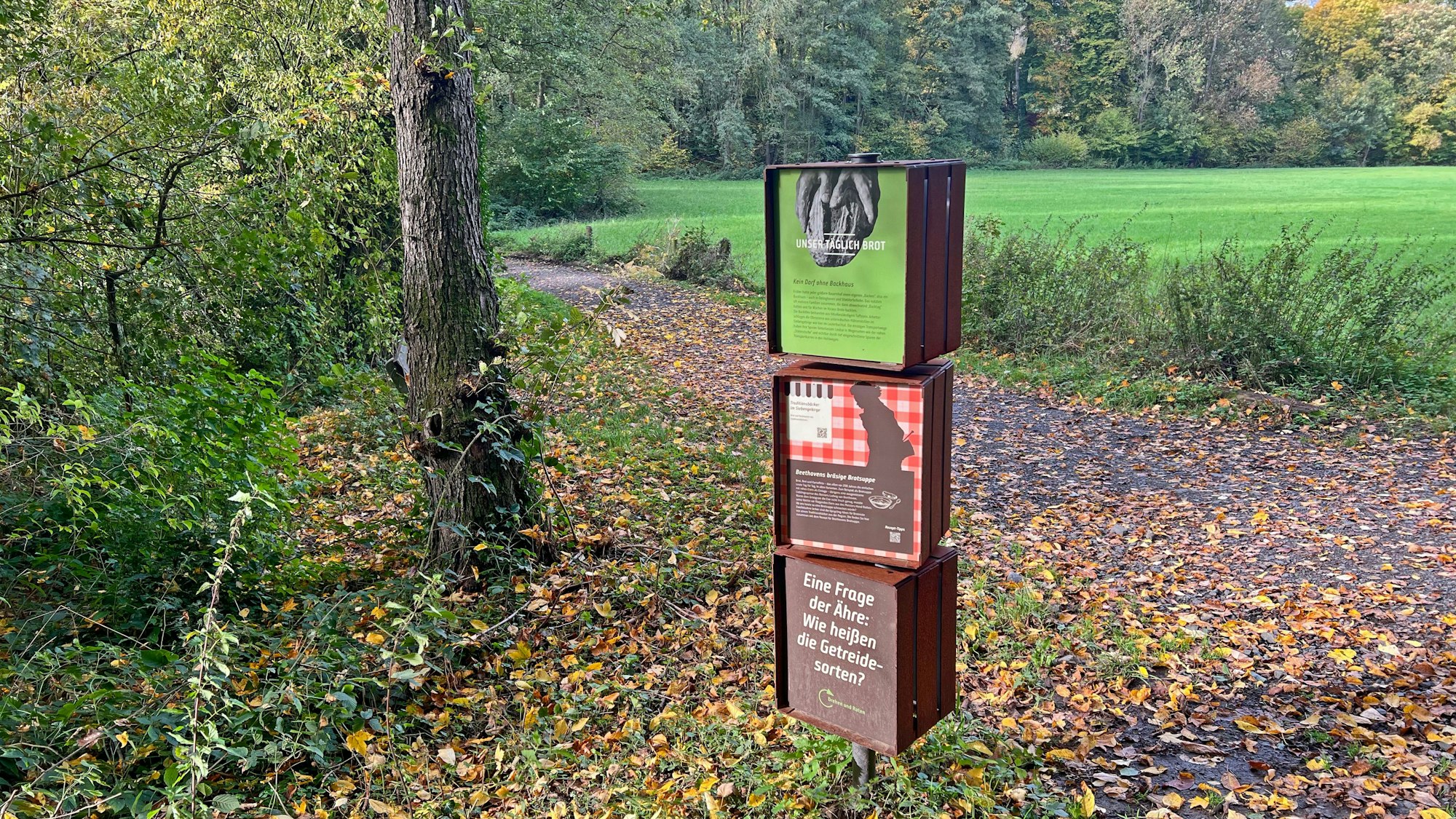 Waldweg in Königswinter-Heisterbach.